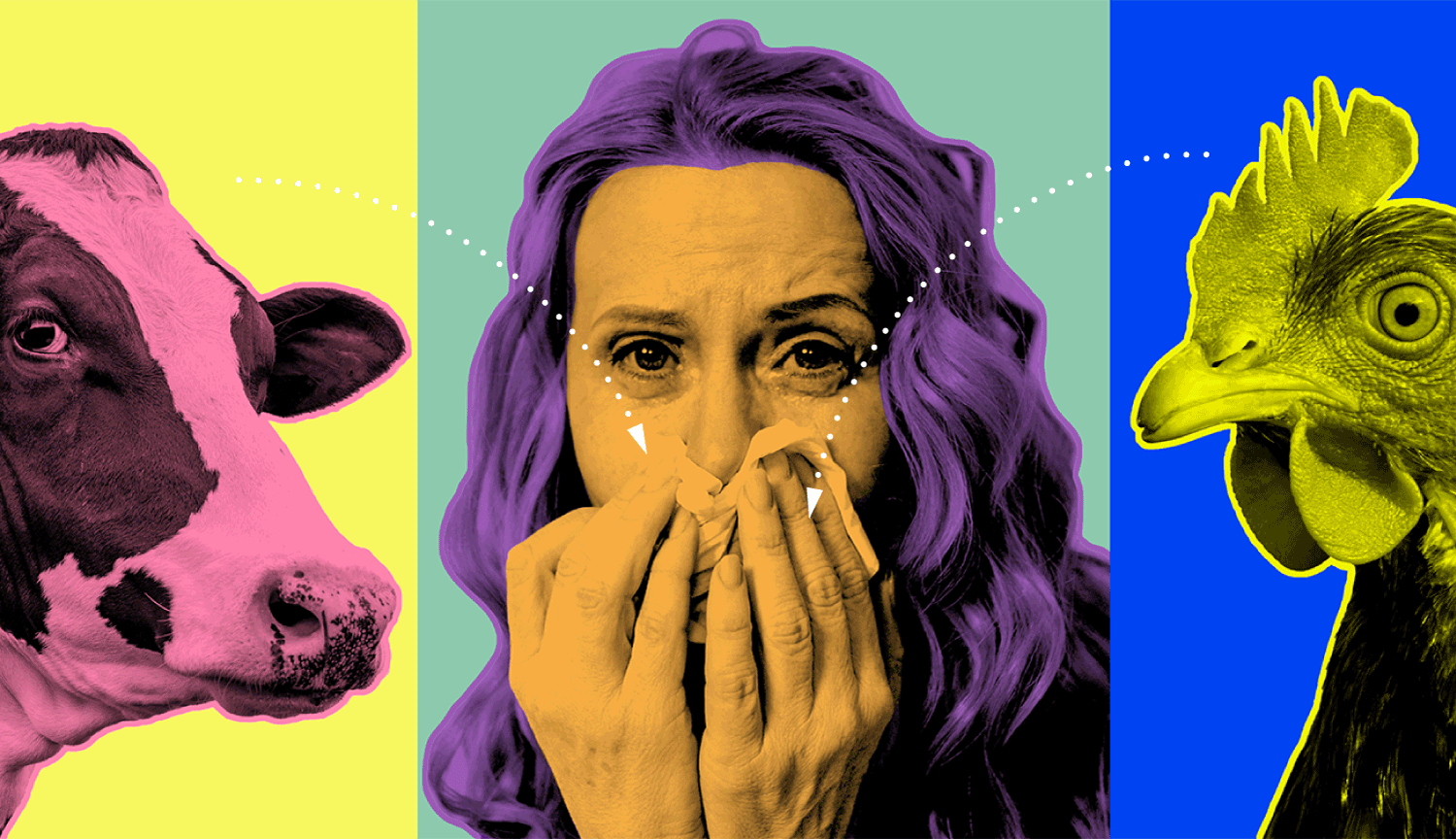 Three panels show a cow, a chicken and a woman, with viral particles moving from each animal to the woman.