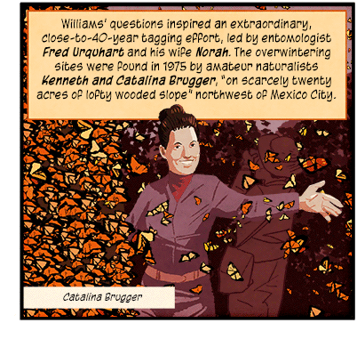 Text: Williams’ questions inspired an extraordinary, close-to-40-year tagging effort, led by entomologist Fred Urquhart and his wife Norah. The overwintering sites were found in 1975 by amateur naturalists Kenneth and Catalina Brugger, “on scarcely twenty acres of lofty wooded slope” northwest of Mexico City. Illustration: Naturalist Catalina Brugger stands in a forest with left arm outstretched surrounded by a kaleidoscope of monarch butterflies.