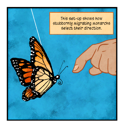 Text: This set-up shows how stubbornly migrating monarchs select their direction. Illustration: Animation of monarch butterfly, attached to wire, flying forward repeatedly as human hand pushes it back.
