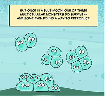 Text: But once in a blue moon, one of these multicellular monsters did survive — and some even found a way to reproduce. Illustration: The cells are improving, forming familiar bunches of two, three and four. On the floor is now a happier mound of living cells.