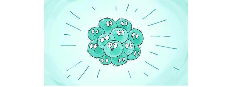 Illustration: The loose circular gaggle of cells from the first panel has been replaced by a tighter, more uniformly packed collection of identical happy cells.