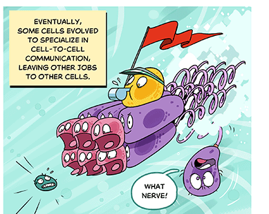 Text: Eventually, some cells evolved to specialize in cell-to-cell communication, leaving other jobs to other cells. Illustration: The two cells have upgraded to six swimming cells, six shorter, rounder cells with open mouths, and one yellow cell with a pennant, visor, and whistle seemingly directing them. The tails of the new organism whirl rapidly, kicking up bubbles and tossing a lone cell to the side who remarks, “What nerve!”