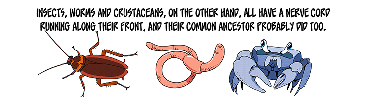 Text: Insects, worms and crustaceans, on the other hand, all have a nerve cord running along their front, and their common ancestor probably did too. Illustration: A more realistic depiction of a cockroach, an earthworm and a blue crab.
