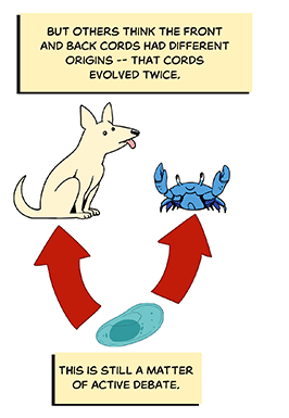 Text: But others think the front and back cords had different origins — that cords evolved twice. This is still a matter of active debate. Illustration: From a single cell, two arrows point towards a dog and a blue crab.
