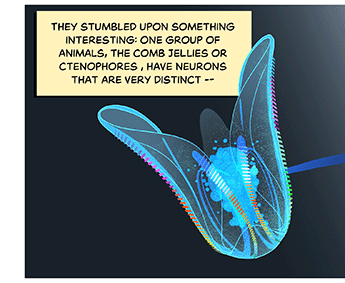 Text: They stumbled upon something interesting: One group of animals, the comb jellies or ctenophores, have neurons that are very distinct — Illustration: Swimming in the dark sea, an ethereal, translucent comb jelly with vivid iridescent combs running up its flowerlike body.