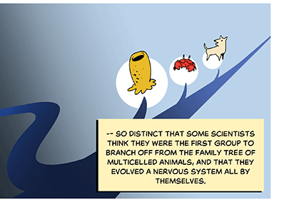 Text: — so distinct that some scientists think they were the first group to branch off from the family tree of multicelled animals, and that they evolved a nervous system all by themselves. Illustration: Down the path from the jelly is an evolutionary branch with sea sponges, crabs and dogs.