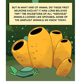Text: But in what kind of animal did these first neurons evolve? It was long believed that the ancestors of all “nervous” animals looked like sponges, some of the simplest animals we know today. Illustration: A collection of yellow, tube-shaped sea sponges on the ocean floor.