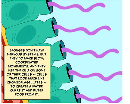 Text: Sponges don’t have nervous systems, but they do make slow, coordinated movements. And they use the cilia on some of their cells — cells that look much like choanoflagellates — to create a water current and filter food from it. Illustration: In a close-up of the sponge interior, rows of cells that look like the choanoflagellate from before comb the water for food.