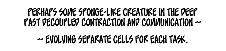 Text: Perhaps some sponge-like creature in the deep past decoupled contraction and communication — evolving separate cells for each task.