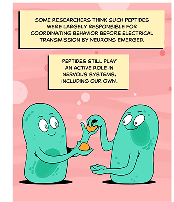 Text: Some researchers think such peptides were largely responsible for coordinating behavior before electrical transmission by neurons emerged. Peptides still play an active role in nervous systems, including our own. Illustration: Two green cells leisurely pass orange balls back and forth to each other.