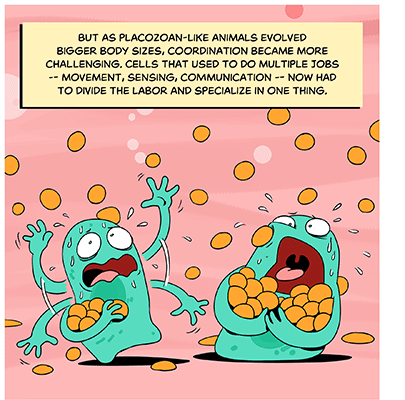 Text: But as placozoan-like animals evolved bigger body sizes, coordination became more challenging. Cells that used to do multiple jobs — movement, sensing, communication — now had to divide the labor and specialize in one thing. Illustration: The same cells, but in total panic with armfuls of orange balls as they struggle to keep up.