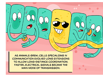 Text: As animals grew, cells specializing in communication evolved long extensions to allow long-distance coordination. Faster, electrical signals became the main mode of transmission. Illustration: A row of green cells, arranged in a line side by side, pass an orange ball from one to the next. One of the cells — that smug yellow-sunglass-wearing one — reaches a long arm down the line instead.