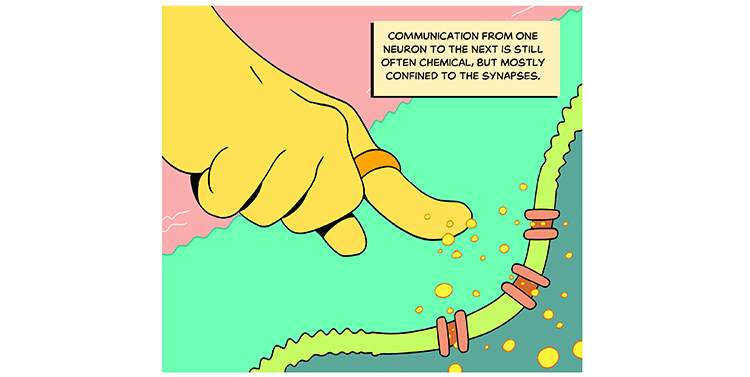 Text: Communication from one neuron to the next is still often chemical, but mostly confined to the synapses. Illustration: A close-up of the yellow cell’s index finger, pointing toward and not quite touching the cell membrane, but sending chemical signals into openings in the cell.