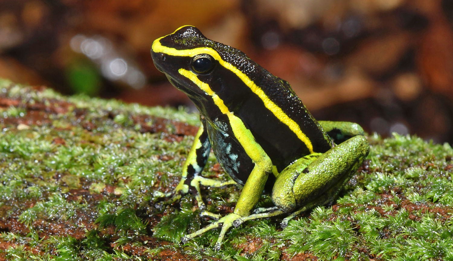 Photo of a handsome stripy frog sitting upright on what looks like some moss.