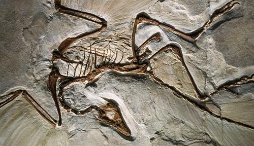 Photograph showing fossil of Archaeopteryx