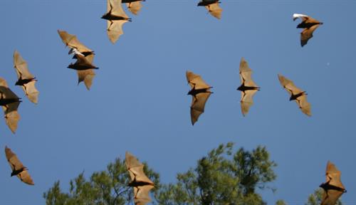 A view from the ground of several bats flying in a clear blue sky. Their dark bodies and delicate wing bones stand out against their cream-colored wings.