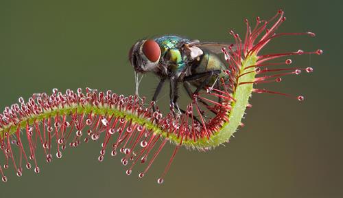 Photograph of a fly perched on a sundew trap. The fly has a deep red eye and a bottle green body. The sundew trap is a long, snaky structure with many red hairs with moist blobs on the end of them.
