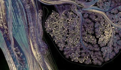 Artist Greg Dunn’s realistic depiction of a portion of the brainstem and cerebellum shows nerves in purple blue and white against a black background.