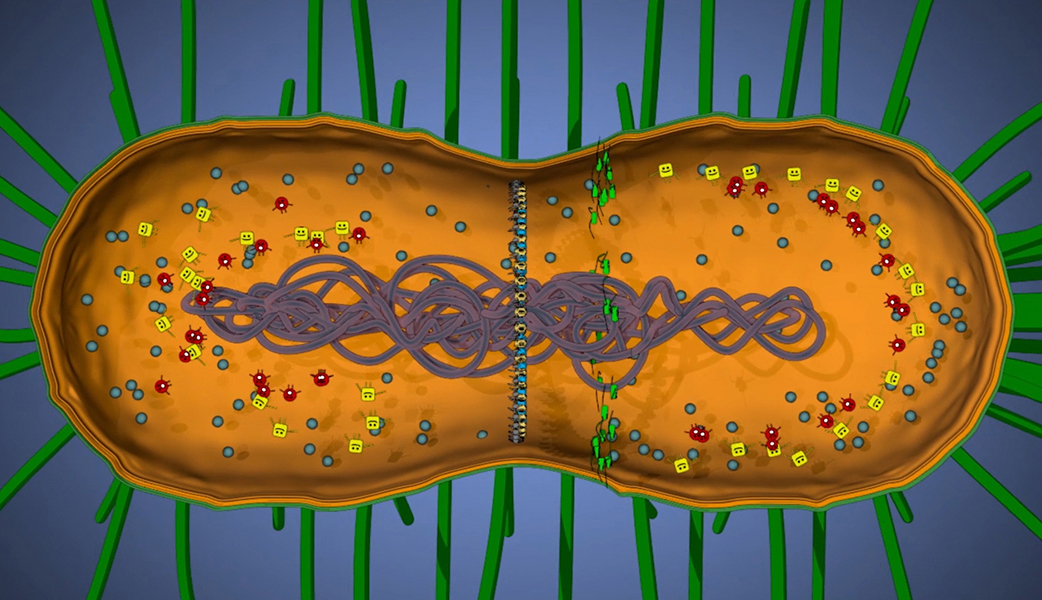 Cellular rhythms: Dividing in half