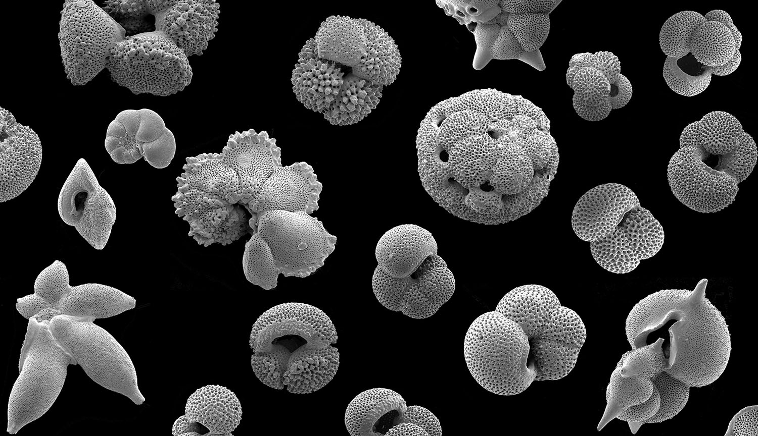 Black-and-white collage of beautiful small shells