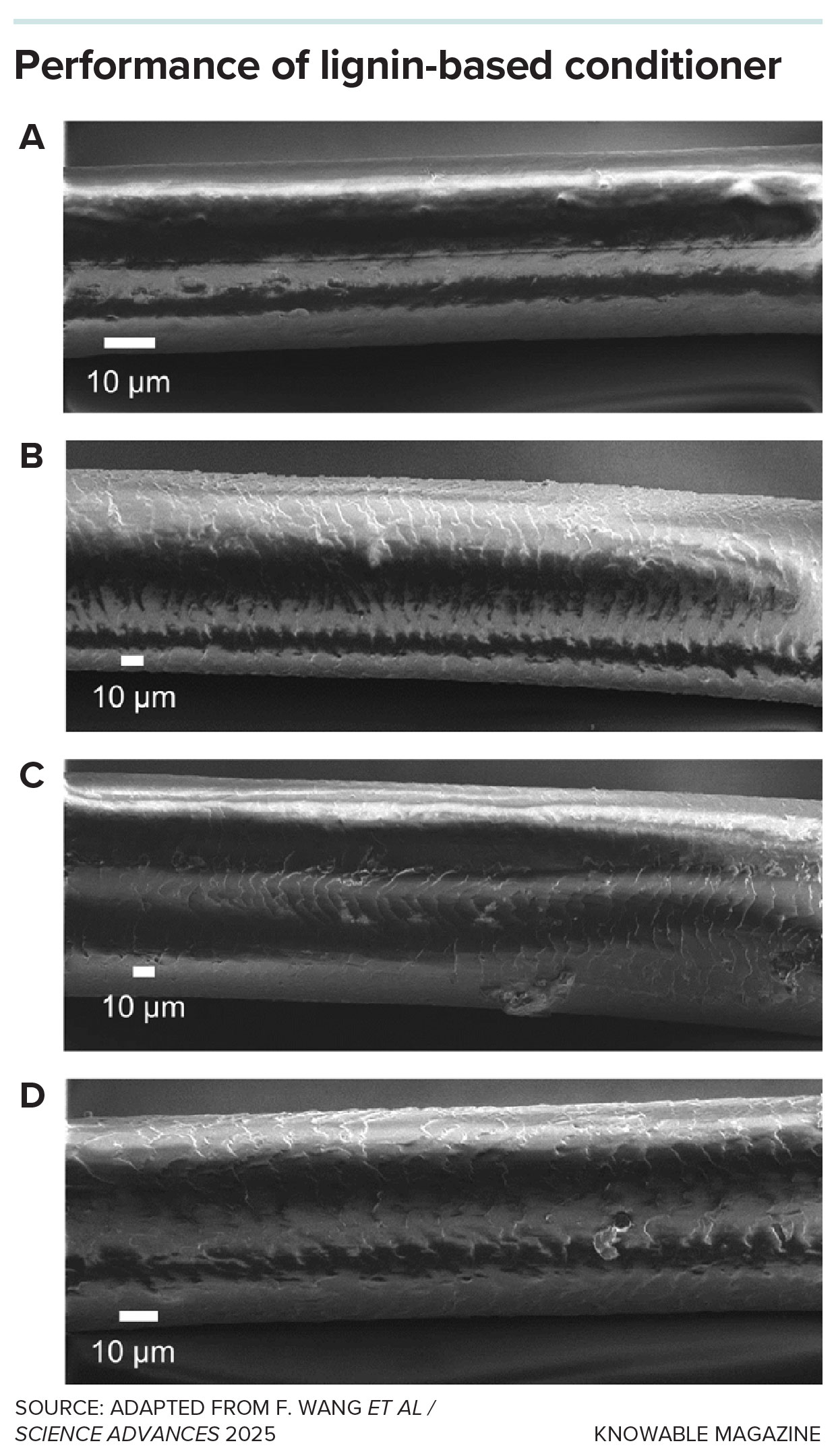 SEM images of four hair strands used in experiments