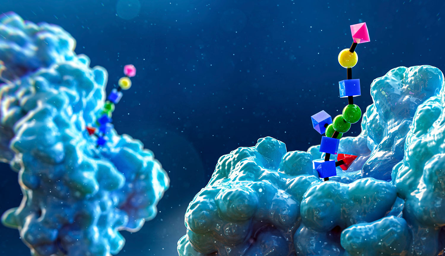 Illustration shows big blue blobs (proteins) to which are attached strings of colored shapes (sugar structures).