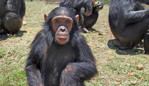 Photo of a chimp sitting on grass facing the camera. Three more chimps crouch in the background alongside a building.