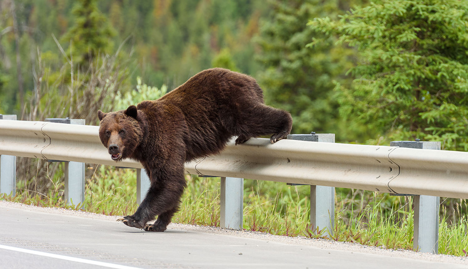 A young grizzly bear climbs over a highway guardrail.