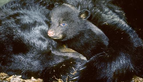 A young black bear cub rests in the embrace of its hibernating mother.