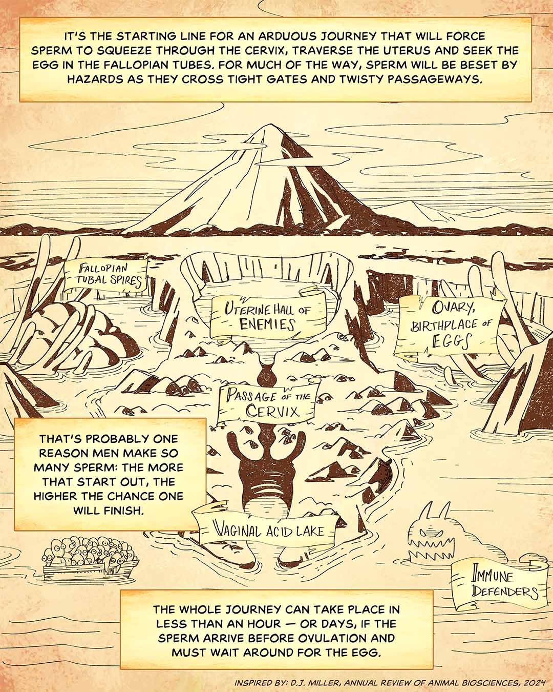 It’s the starting line for an arduous journey that will force sperm to squeeze through the cervix, traverse the uterus and seek the egg in the fallopian tubes. For much of the way, sperm will be beset by hazards as they cross tight gates and twisty passageways. That’s probably one reason men make so many sperm: The more that start out, the higher the chance one will finish. The whole journey can take place in less than an hour — or days, if the sperm arrive before ovulation and must wait around for the egg. Illustration: Map of a daunting landscape, with boatload of sperm approaching on water. Obstacles are labeled Vaginal Acid Lake; Immune Defenders; Passage of the Cervix; Uterine Hall of Enemies; Ovary, Birthplace of Eggs; Fallopian Tubal Spires.