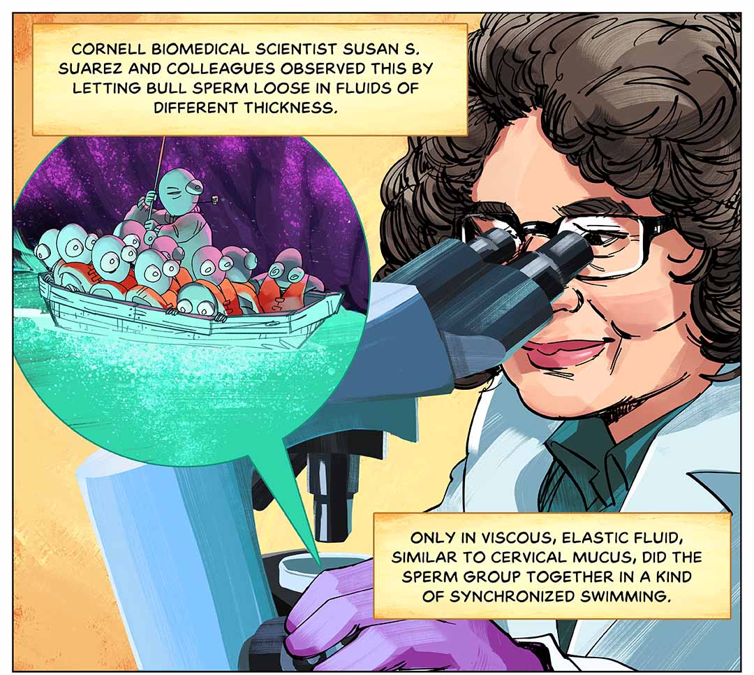 Cornell biomedical scientist Susan S. Suarez and colleagues observed this by letting bull sperm loose in fluids of different thickness. Only in viscous, elastic fluid, similar to cervical mucus, did the sperm group together in a kind of synchronized swimming. Illustration: A scientist in a white coat and glasses peers into a microscope; an inset image shows what she sees: a boatload of sperm floating along.