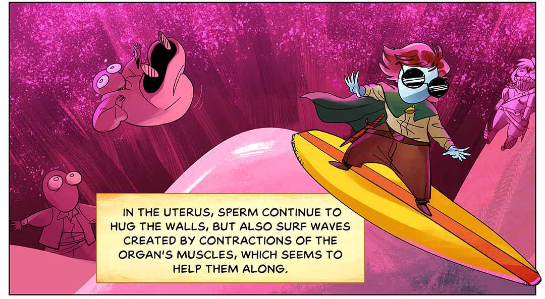 In the uterus, sperm continue to hug the walls, but also surf waves created by contractions of the organ’s muscles, which seems to help them along. Illustration: Sperm character, in sunglasses and cape, surfs through cervix, past other sperm.