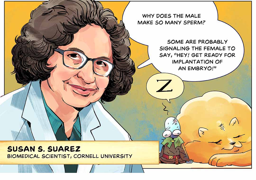 “Why does the male make so many sperm? Some are probably signaling the female to say, ‘Hey! Get ready for implantation of an embryo!’” says Susan S. Suarez, biomedical scientist, Cornell University. Illustration: A scientist in a white lab coat, wearing glasses, with a frazzled-looking sperm character sitting next to a sleeping white blood cell in the background.