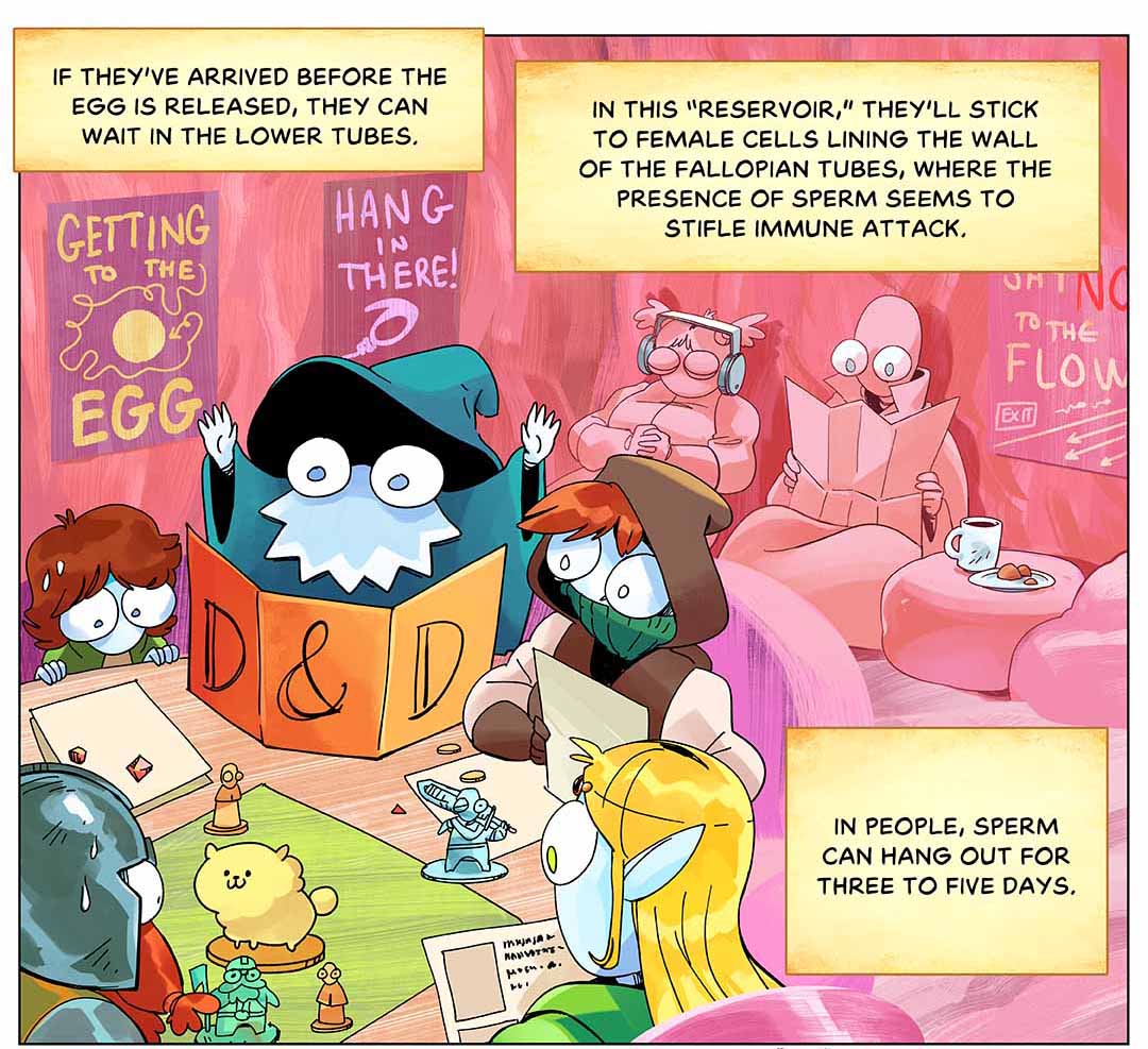 If they’ve arrived before the egg is released, they can wait in the lower tubes. In this “reservoir,” they’ll stick to female cells lining the wall of the fallopian tubes, where the presence of sperm seems to stifle immune attack. In people, sperm can hang out for 3 to 5 days. Illustration: Sperm are in a waiting lounge, playing games, reading magazines, listening to music on a headset. On the wall are posters that read “Getting to the Egg” and “Hang in There!”