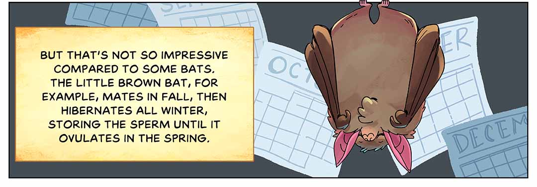 But that’s not so impressive compared to some bats. The little brown bat, for example, mates in fall, then hibernates all winter, storing the sperm until it ovulates in the spring. Illustration: A little brown bat sleeps upside-down. In the background are monthly calendar pages.