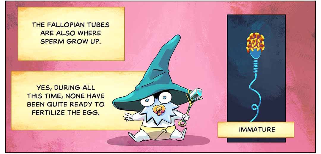 The fallopian tubes are also where sperm grow up. Yes, during all this time, none have been quite ready to fertilize the egg. Illustration: A baby sperm character sits on the ground, wearing a diaper, pointy wizard hat and holding a rattle that looks like a staff. Inset image shows sperm structure labeled “immature,” its head covered in a layer of molecules.