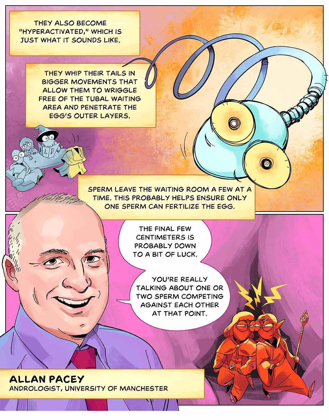 They also become “hyperactivated,” which is just what it sounds like. They whip their tails in bigger movements that allow them to wriggle free of the tubal waiting area and penetrate the egg’s outer layers. Sperm leave the waiting room a few at a time. This probably helps ensure only one sperm can fertilize the egg. Illustration: A sperm with a coiled tail whips around, looming over sperm characters sitting around a table. Below, portrait of scientist Allan Pacey (andrologist, University of Manchester) which a speech bubble that reads: “The final few centimeters is probably down to a bit of luck. You’re really talking about one or two sperm competing against each other at that point.” Behind him are two sperm characters racing each other through a narrow passage. 