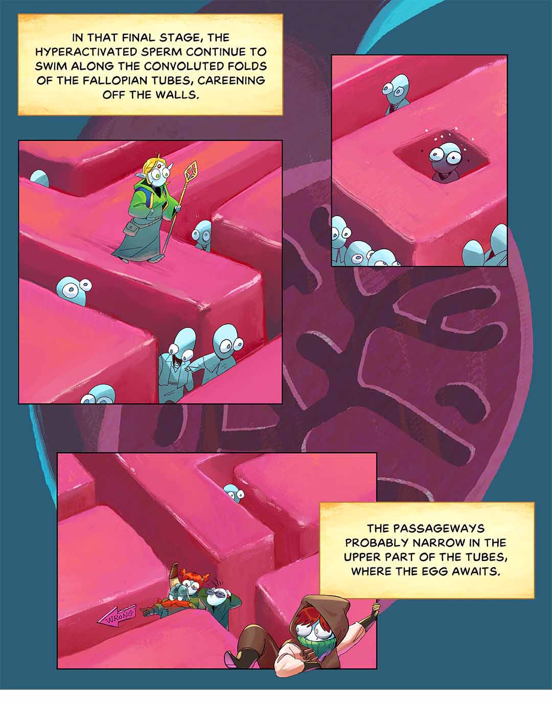 In that final stage, the hyperactivated sperm continue to swim along the convoluted folds of the fallopian tubes, careening off the walls. The passageways probably narrow in the upper part of the tubes, where the egg awaits. Illustration: Images of sperm characters squeezing through tight passages and folds that look like a maze. Some get lost; one crawls out.