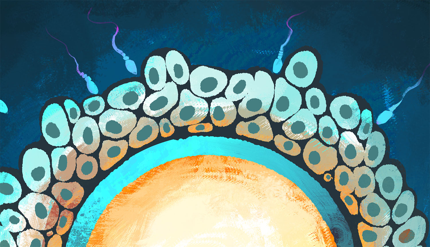 Illustration shows multiple sperm cells swimming into the cloud of sticky cells that surround the egg before fertilization.