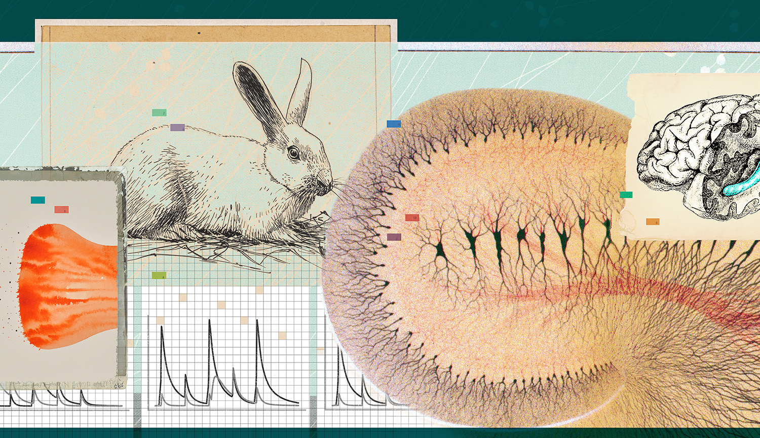 Collage featuring a brain, hippocampus, rabbit and neuronal activity.