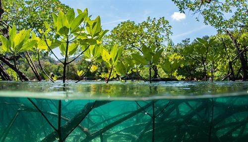  Half-submerged photo of a mangrove forest, showing root systems below water level and branches above.