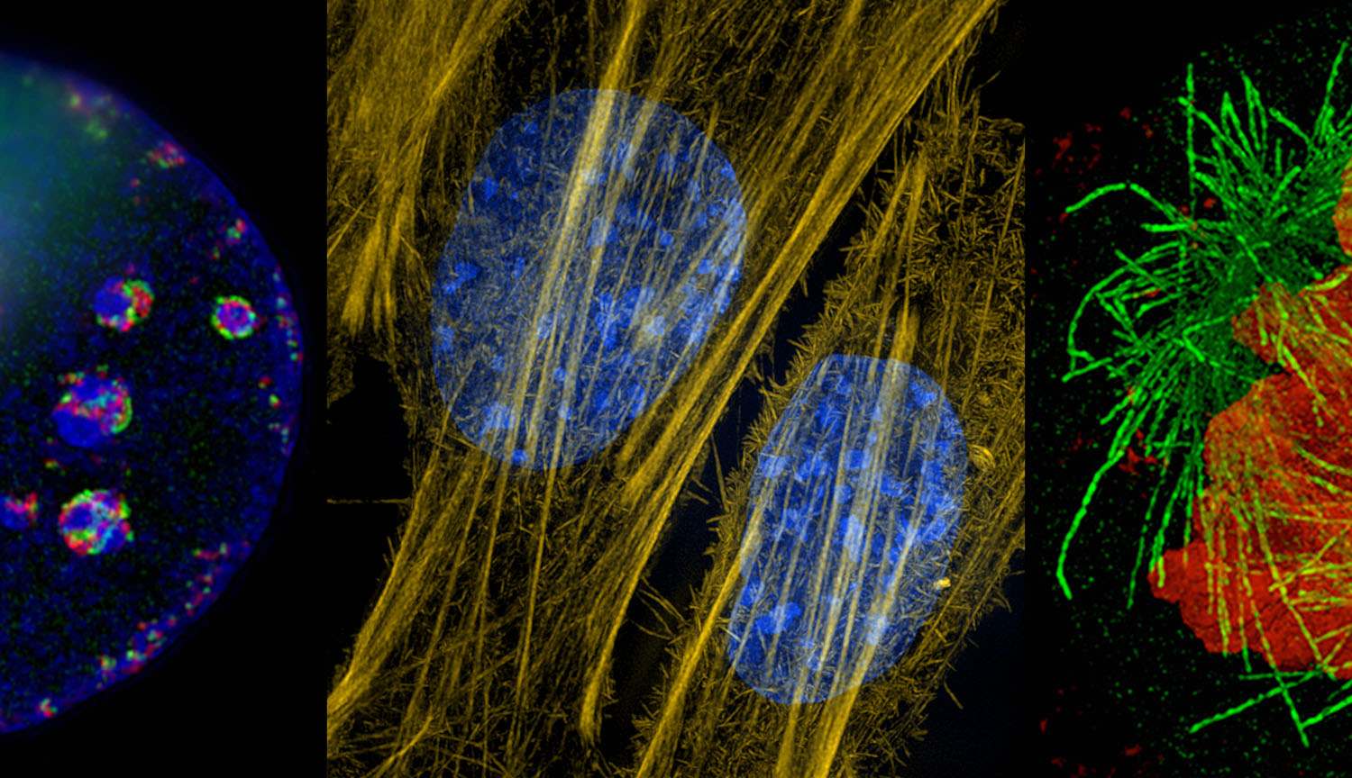 Brightly colored, detailed views of cellular structures