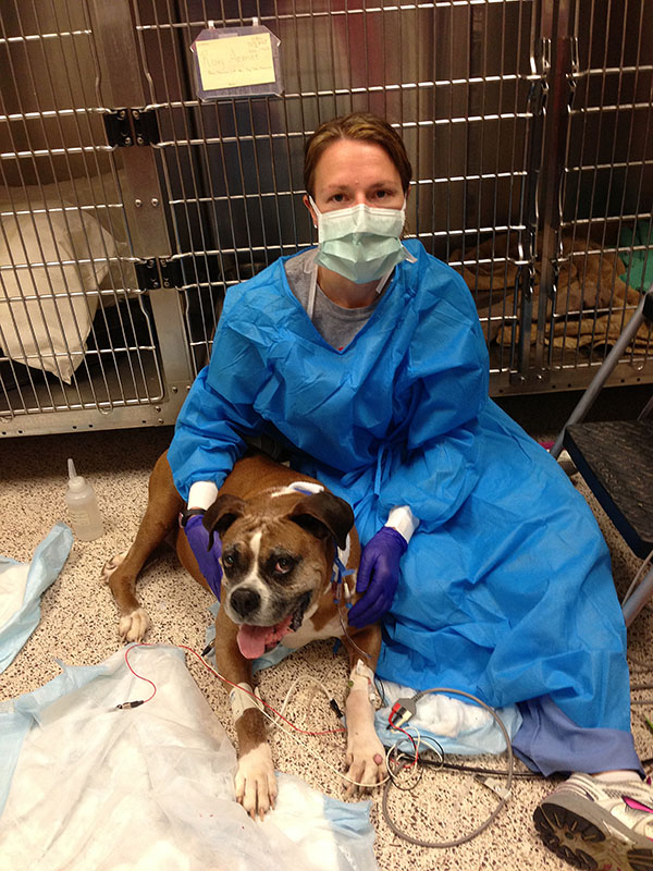 A veterinarian in a surgical mask and gown sits with a dog. Medical apparatus is nearby.