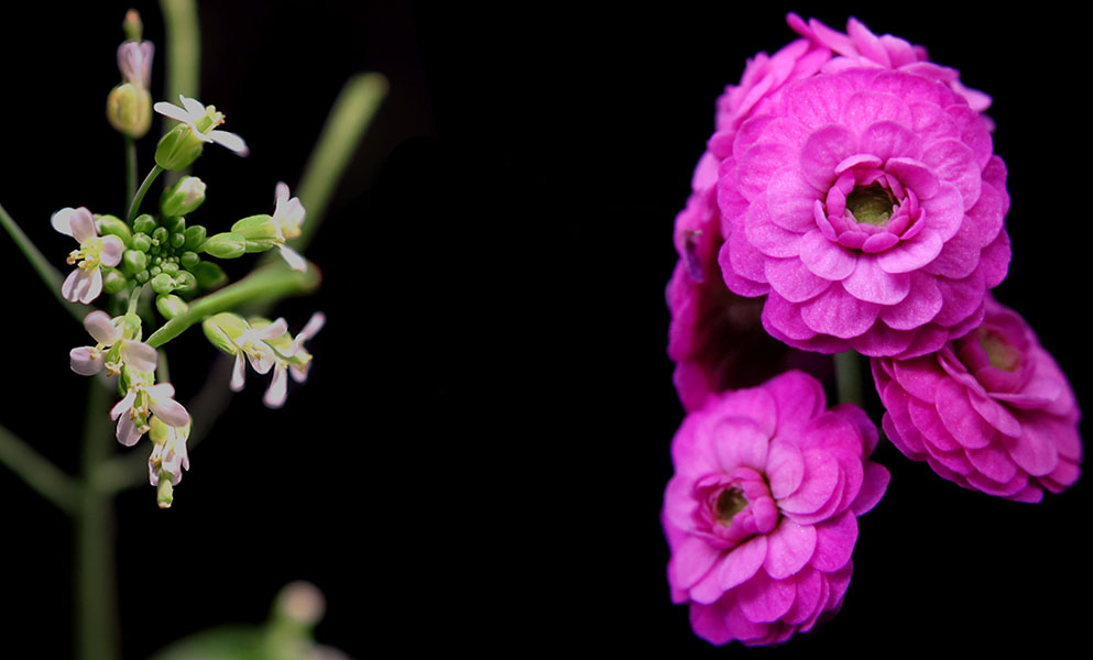 Photo of Arabidopsis flowers, each with four small white petals next to Arabidopsis with large flowers of multiple whorls of pink petals.