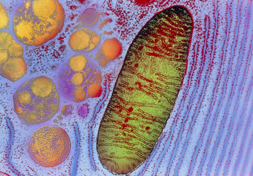 Image of a mitochondrion