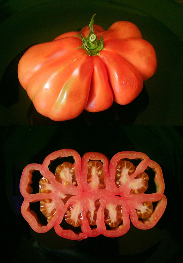 A fat, large, convoluted beefsteak tomato shown in a top-down view and cross-section.