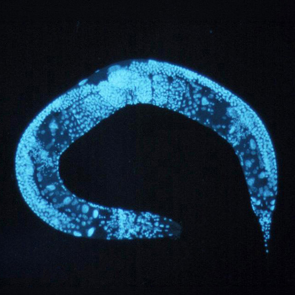Microscope image of C. elegans.