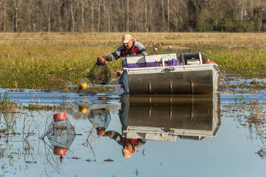 A farmer harvests crawfish from his boat. He is pulling a net from the water with a red buoy attached to it.
