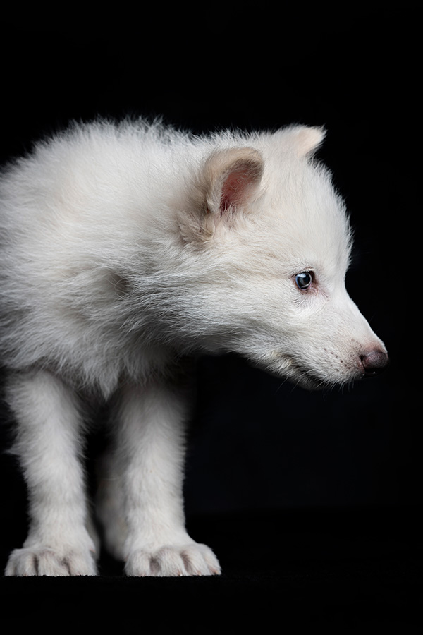 A photo shows a white wolf puppy.