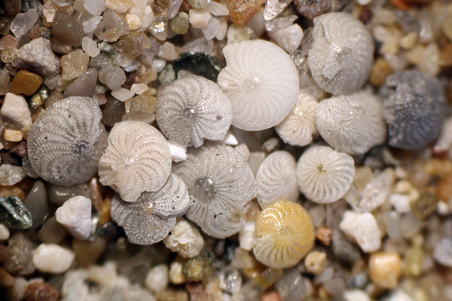 Ornate shells of tiny marine organisms called foraminifera